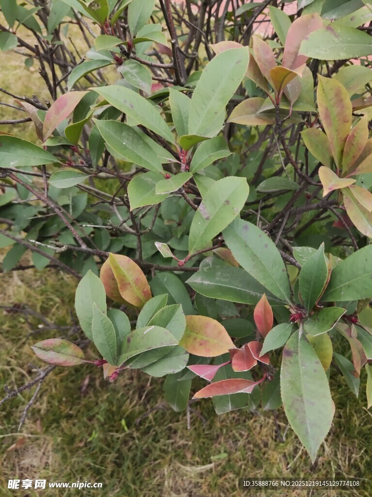 多彩叶片的植物景观