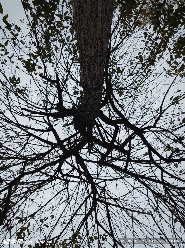 仰视光秃树枝与树干