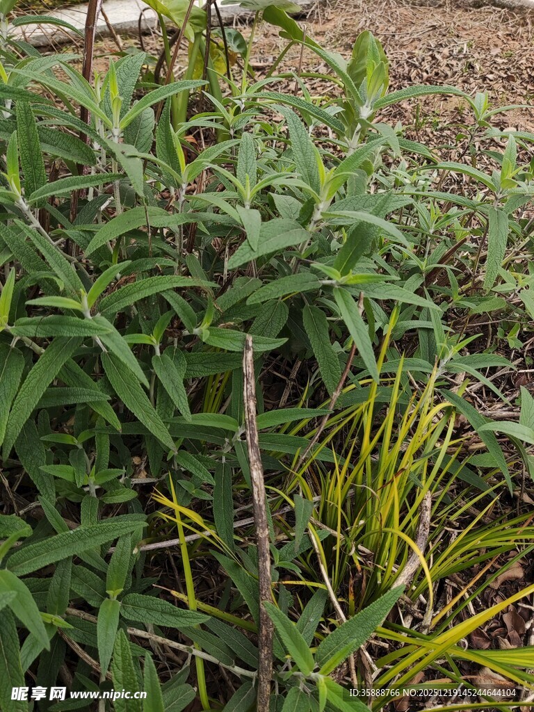 野外丛生的多样绿色植物