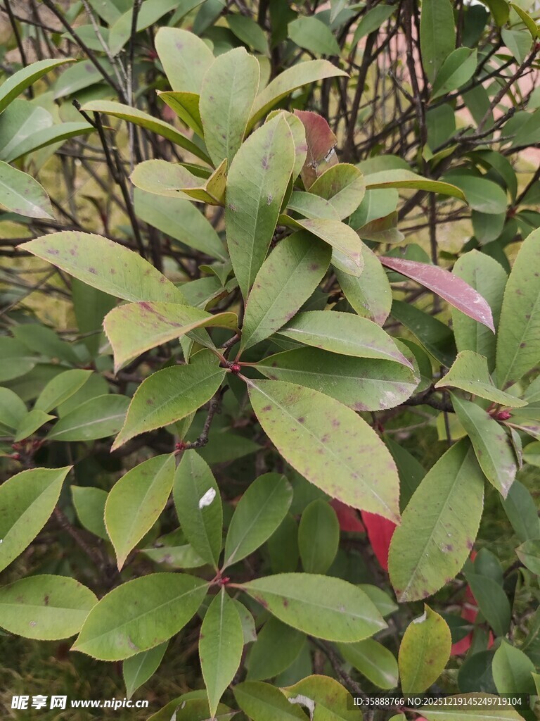 绿叶间的娇艳花朵