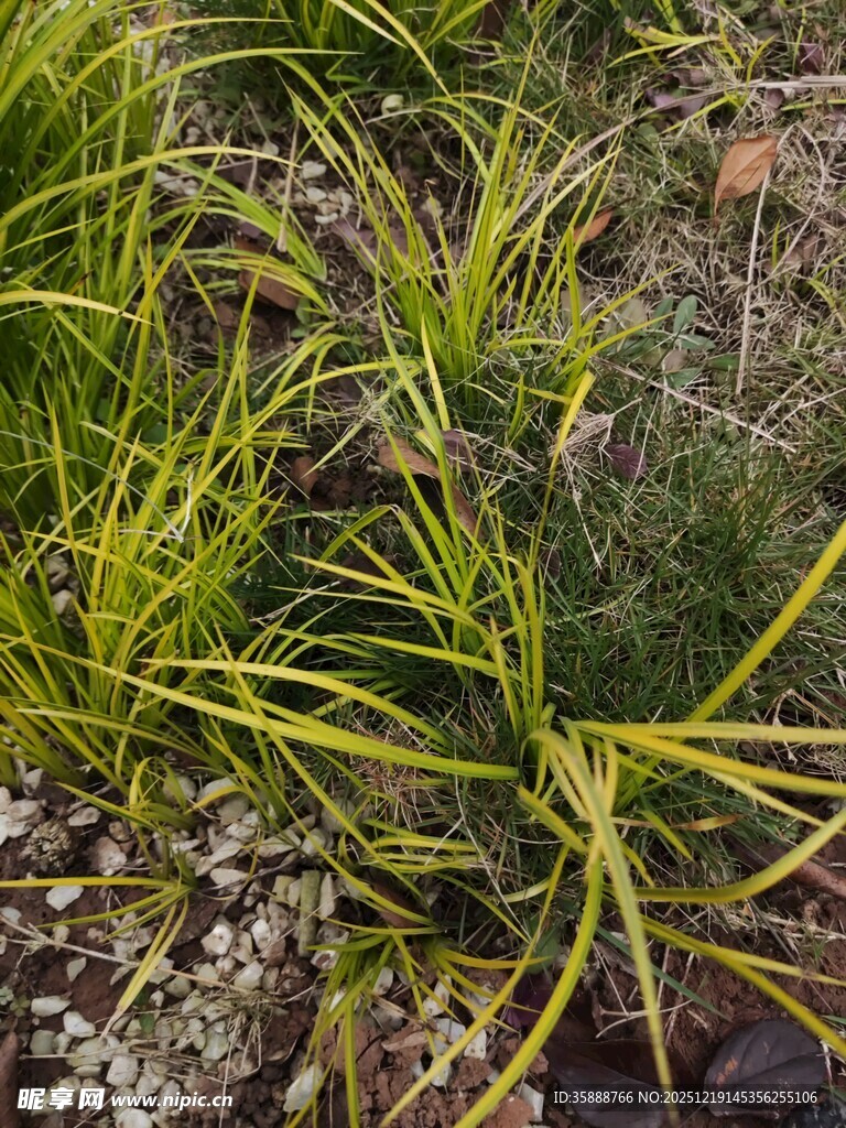 嫩绿草丛中的生机景象