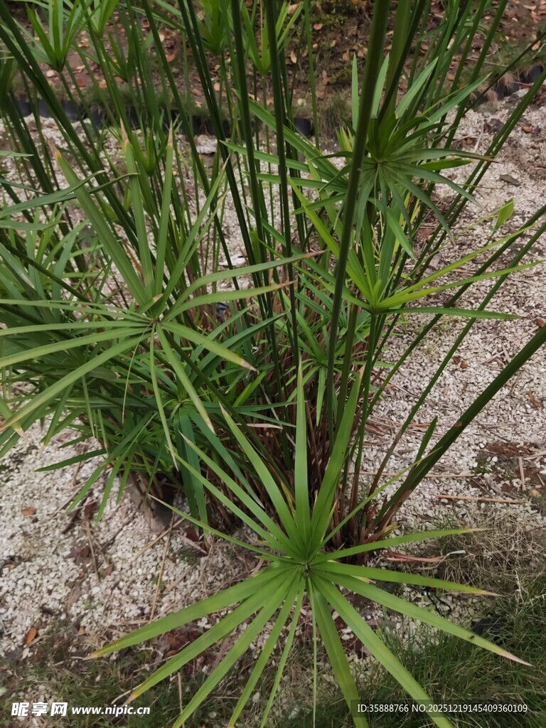 水边生长的细长叶片植物