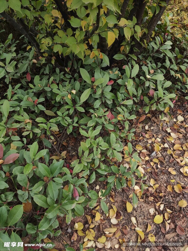 地面绿植与散落黄叶景观