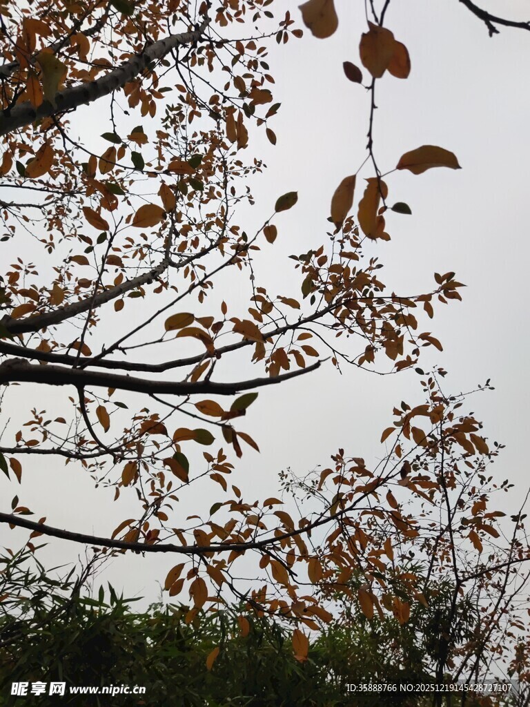 秋日枝头枯叶飘零