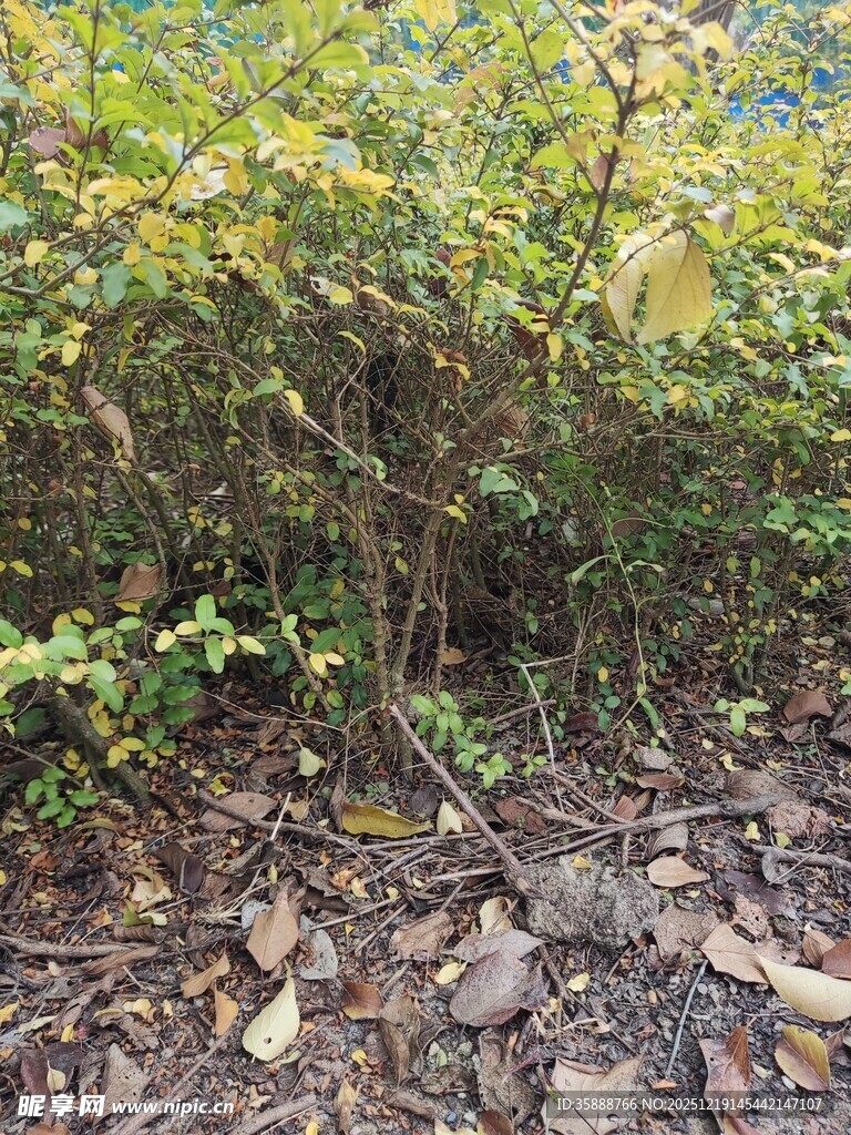 林间繁茂植被与地面景象