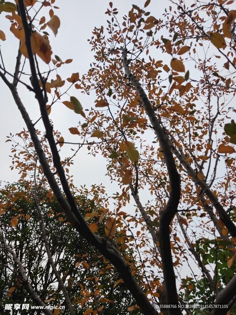 秋日树梢斑斓树叶景致