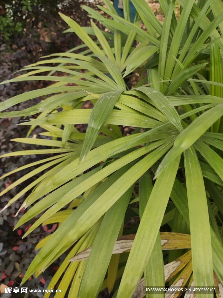 翠绿蒲葵叶片特写