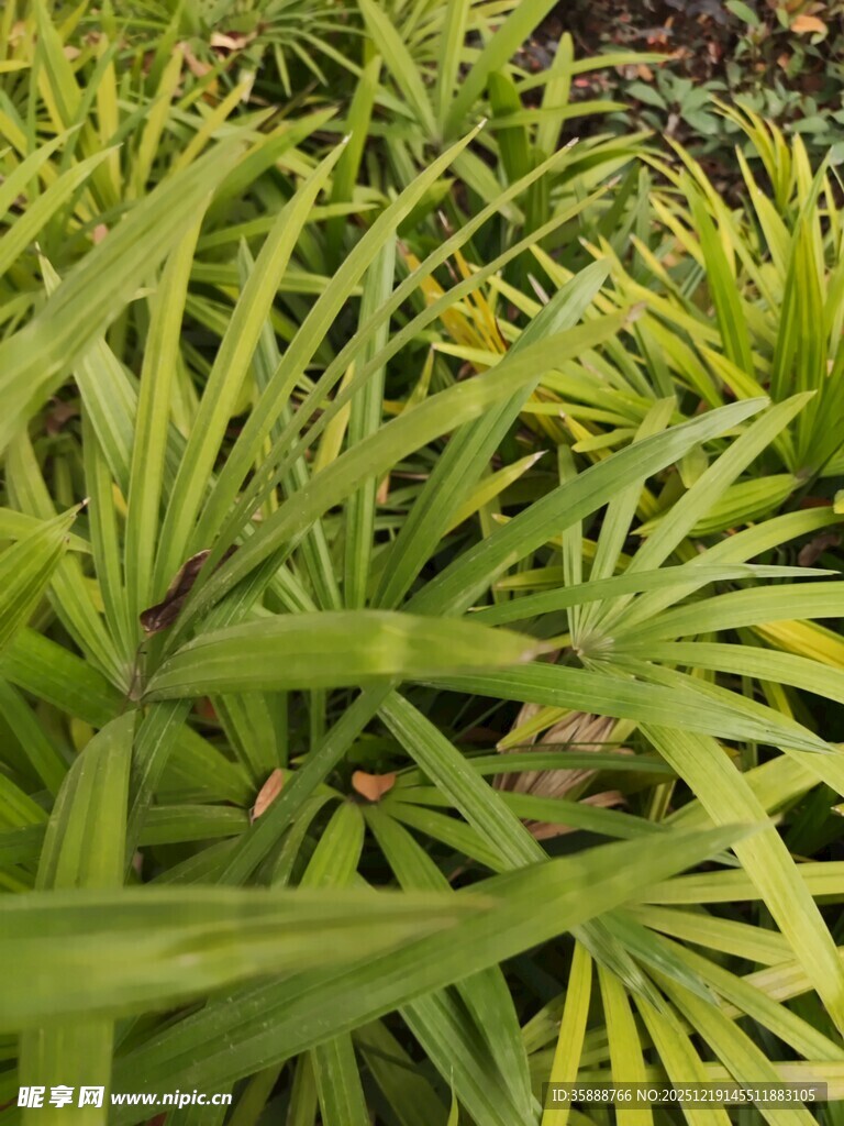 翠绿羽状叶片植物特写