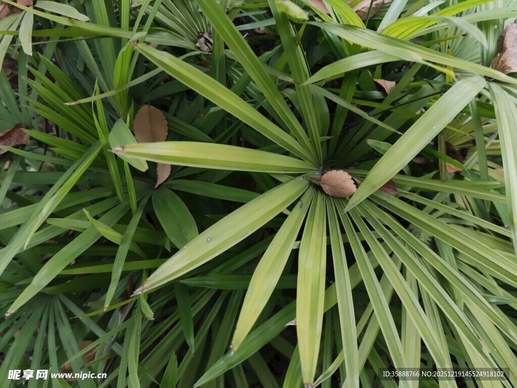 翠绿棕竹植物特写
