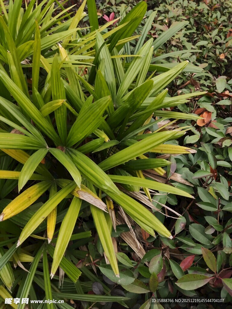 翠绿凤梨植物特写