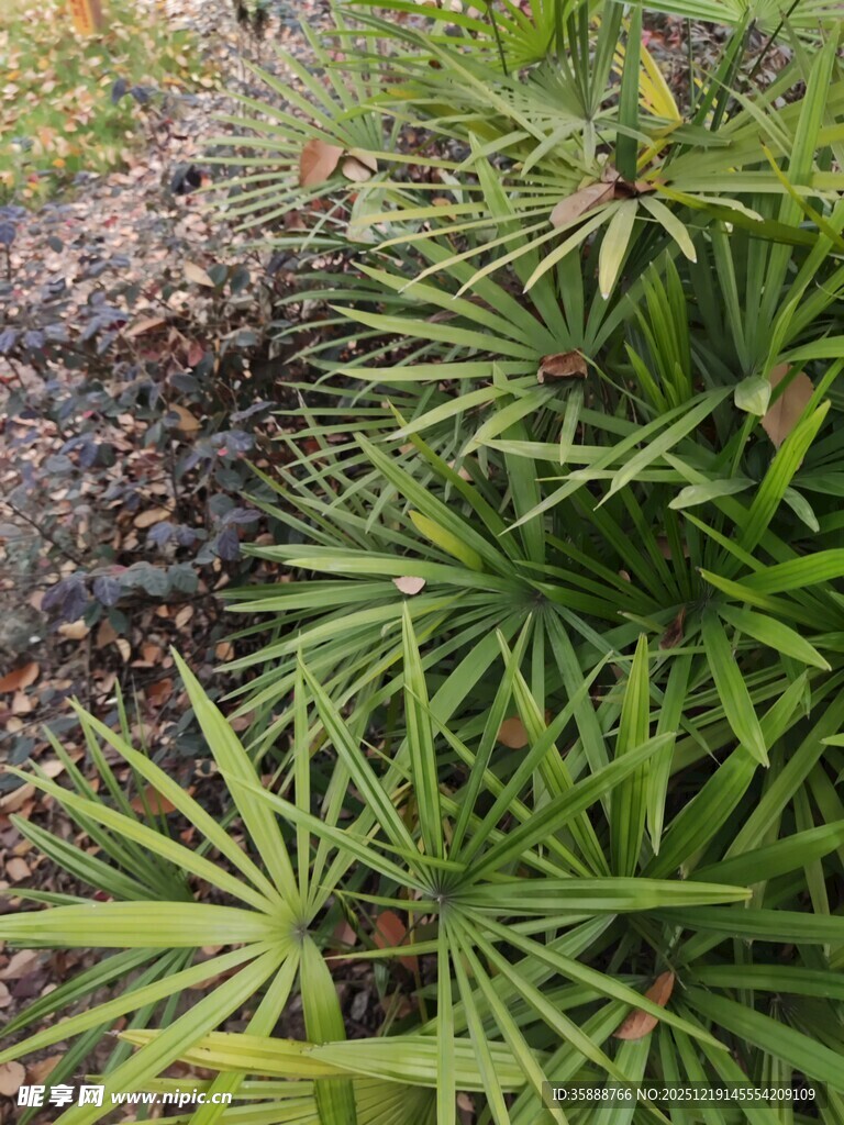 翠绿丛生植物特写