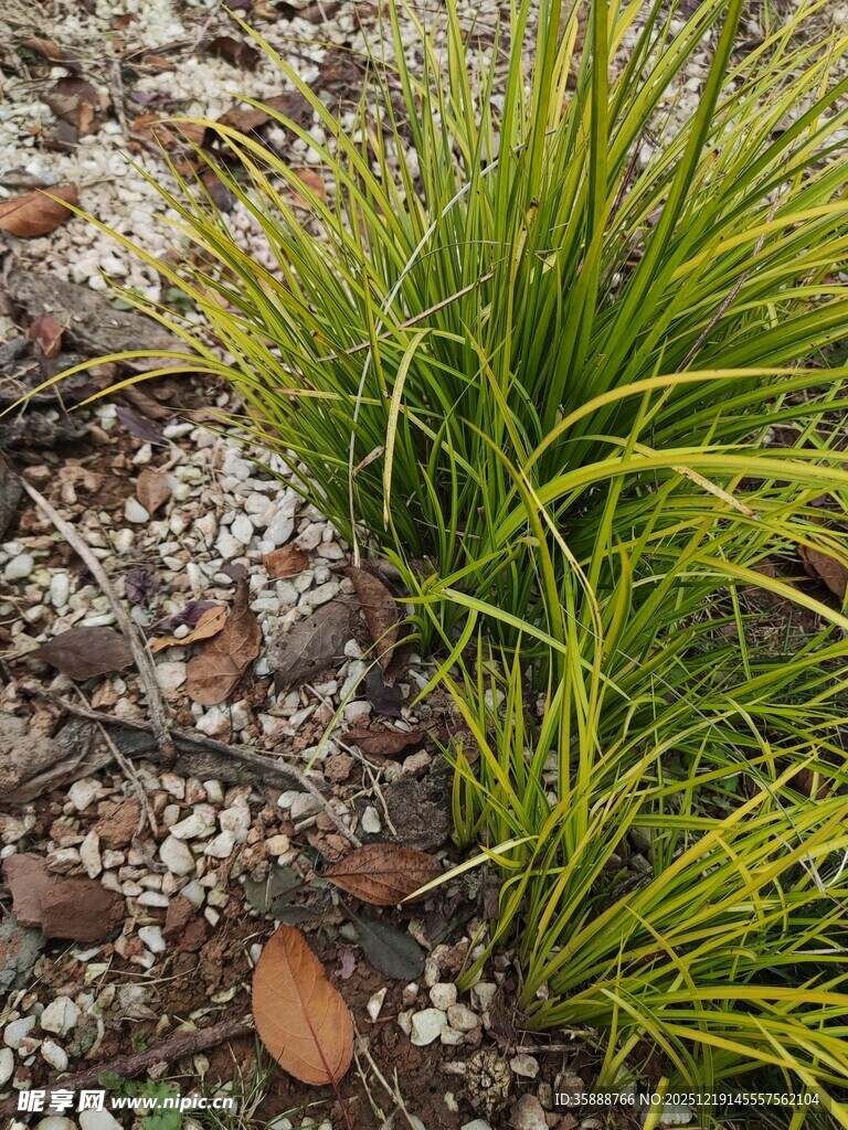 翠绿草丛中的碎石