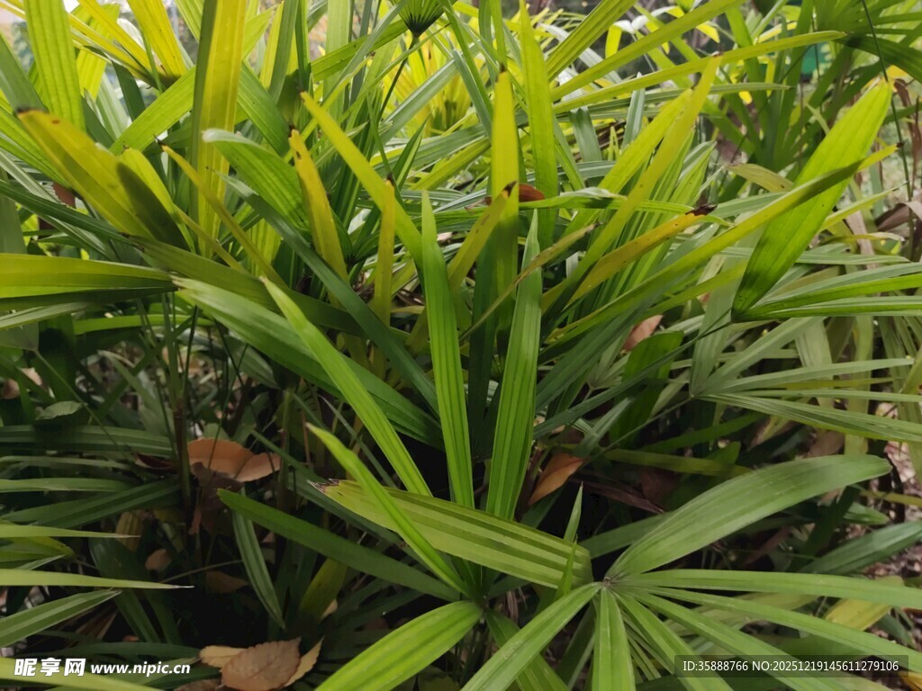 翠绿阔叶植物特写