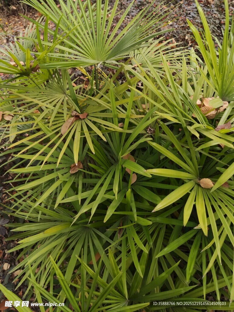 翠绿繁茂的针状植物