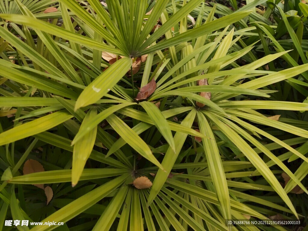 翠绿剑叶植物特写