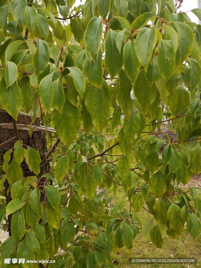 绿叶繁茂的树枝