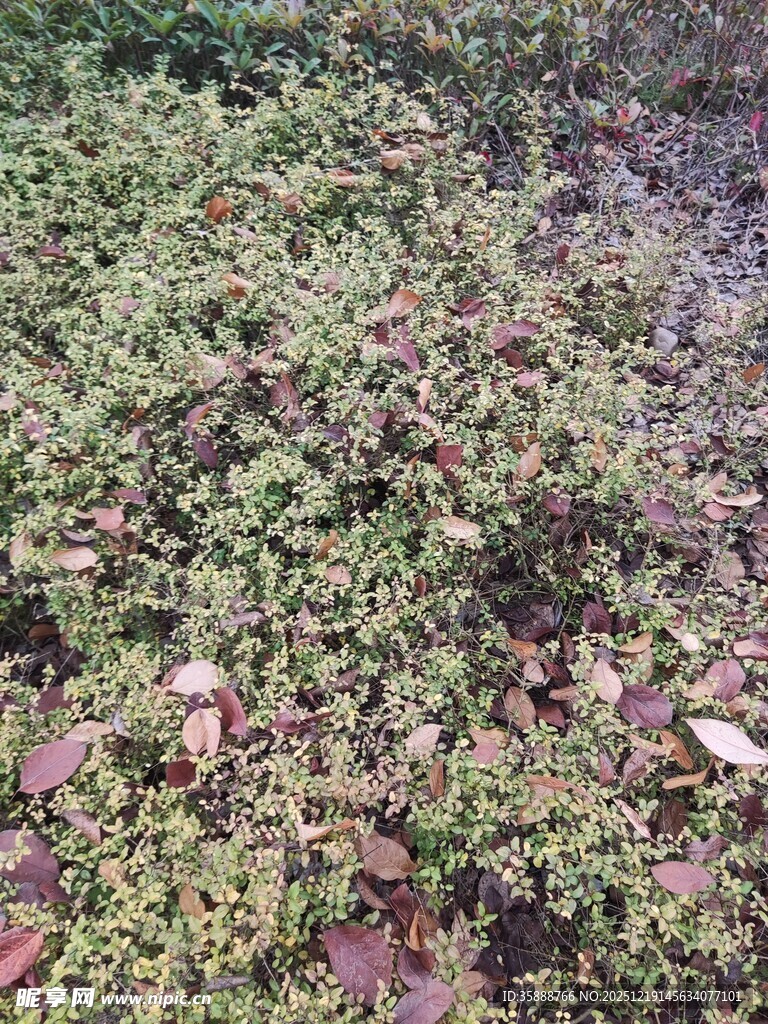 地面的绿色植物与落叶