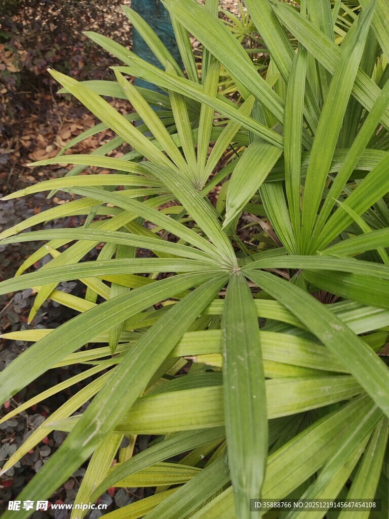 翠绿细长叶片的植物