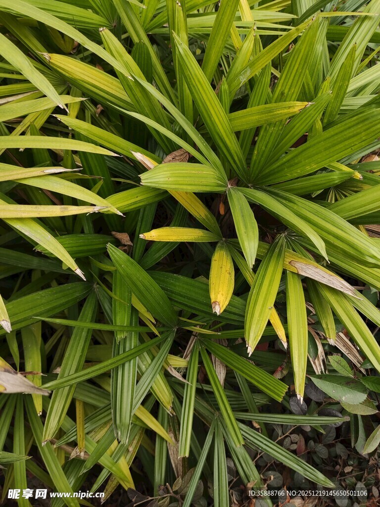 翠绿斑斓的观叶植物