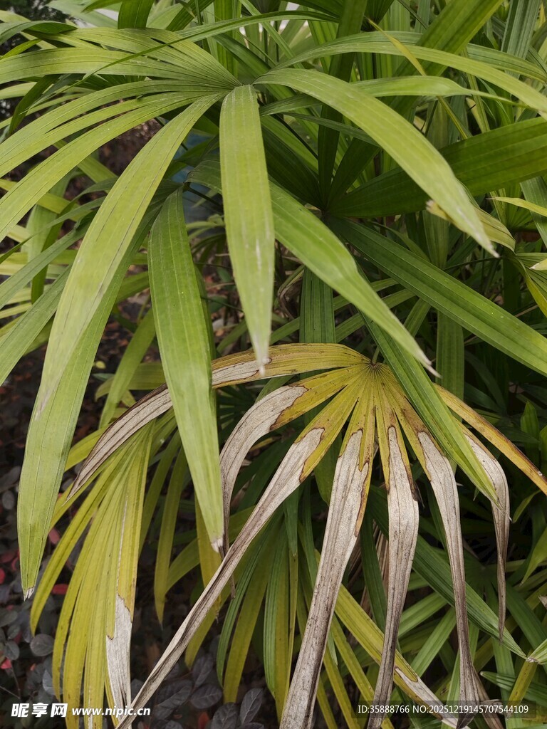 翠绿舒展的植物叶片