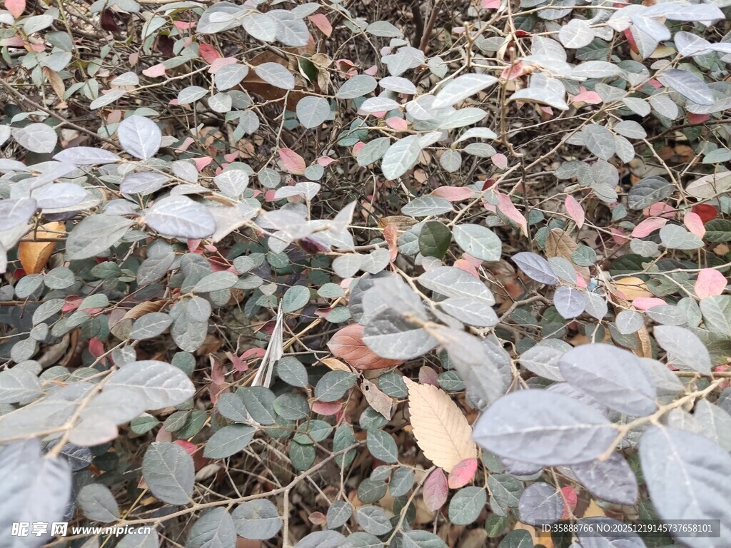 地面散落的多彩枯叶