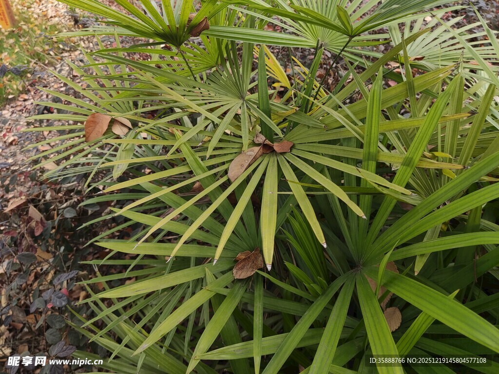 翠绿舒展的针状植物叶片