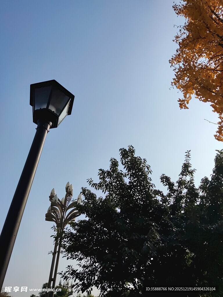 秋日路灯下的树木景致
