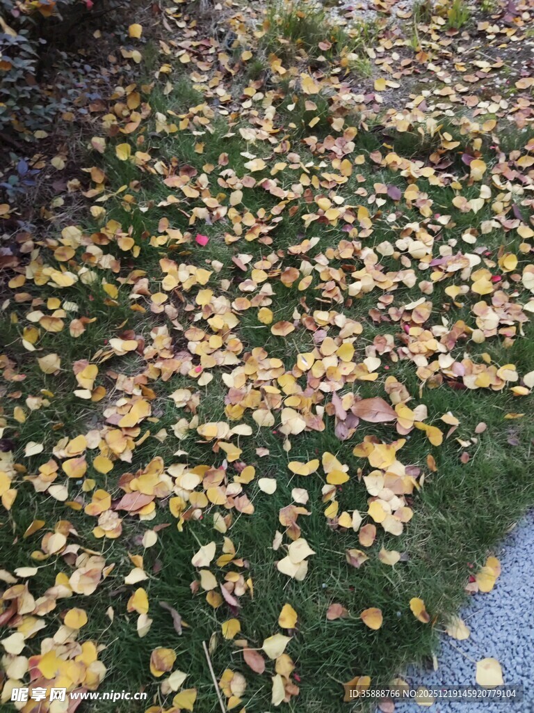 地面铺满金黄银杏落叶