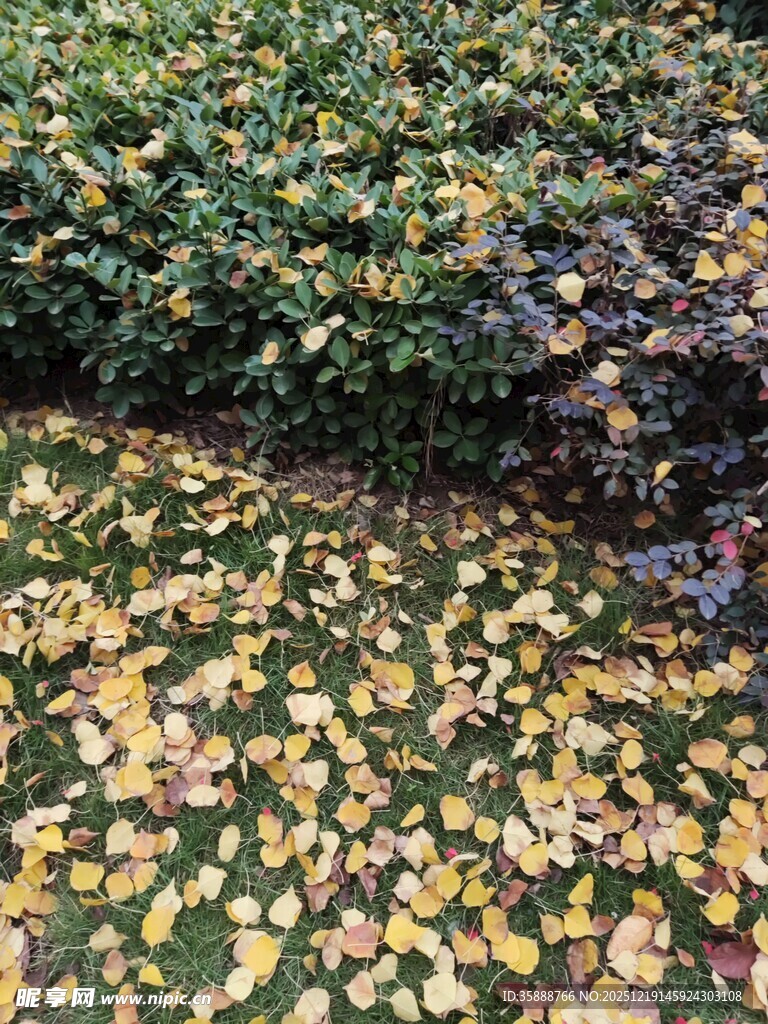 落叶铺地的秋日小径