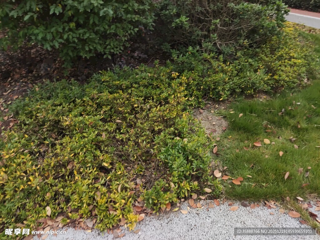 路边绿意盎然的植被景观