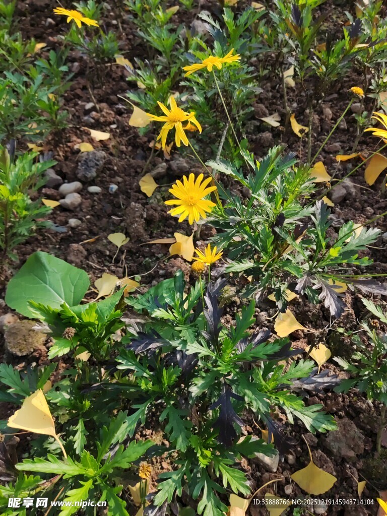 花园中的黄色小花绽放