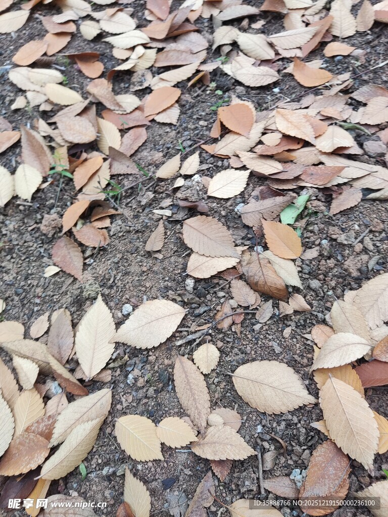 地面散落的枯黄树叶