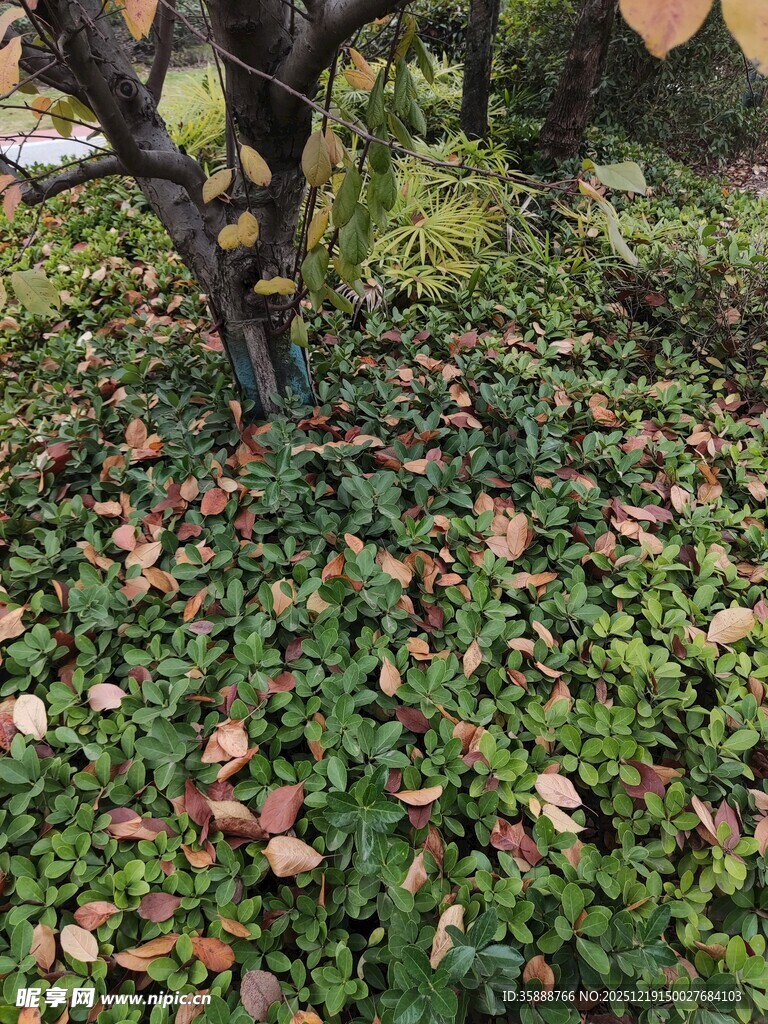 落叶铺地的绿植景观