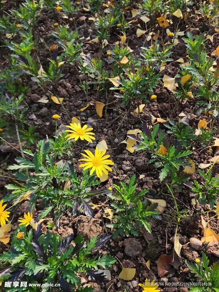 地面上的黄色小花