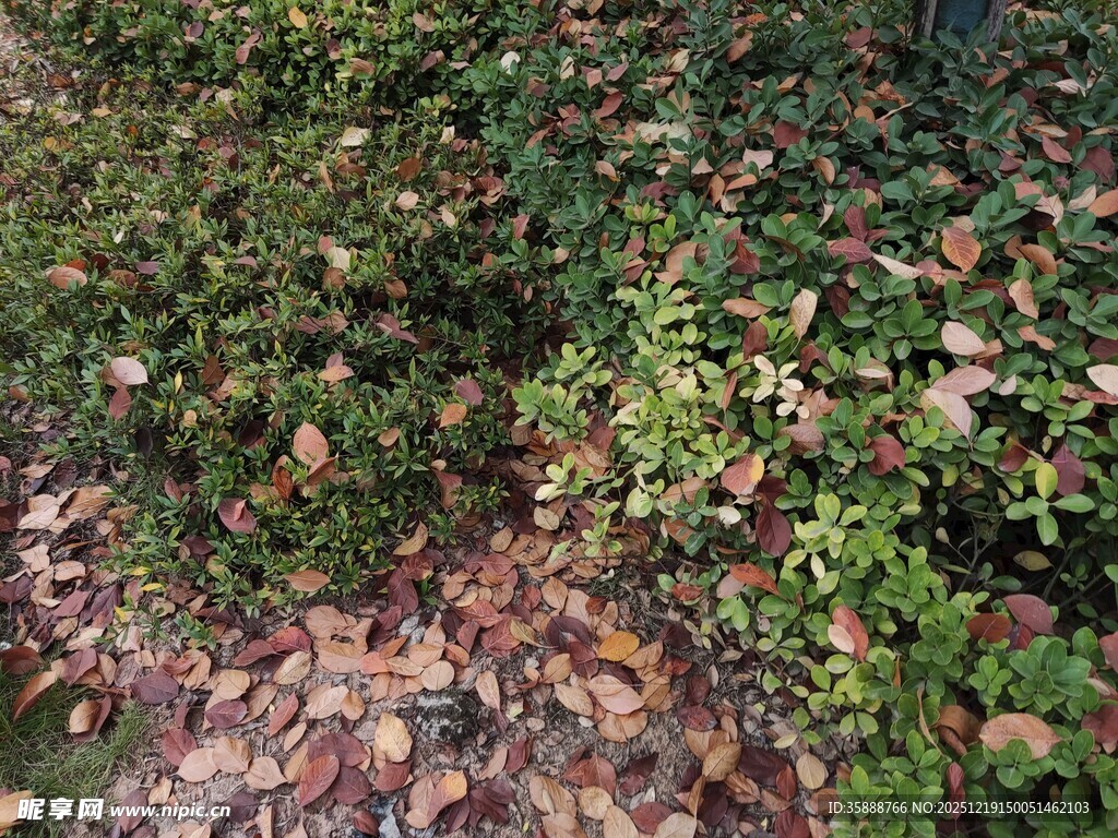 地面绿植与落叶景象