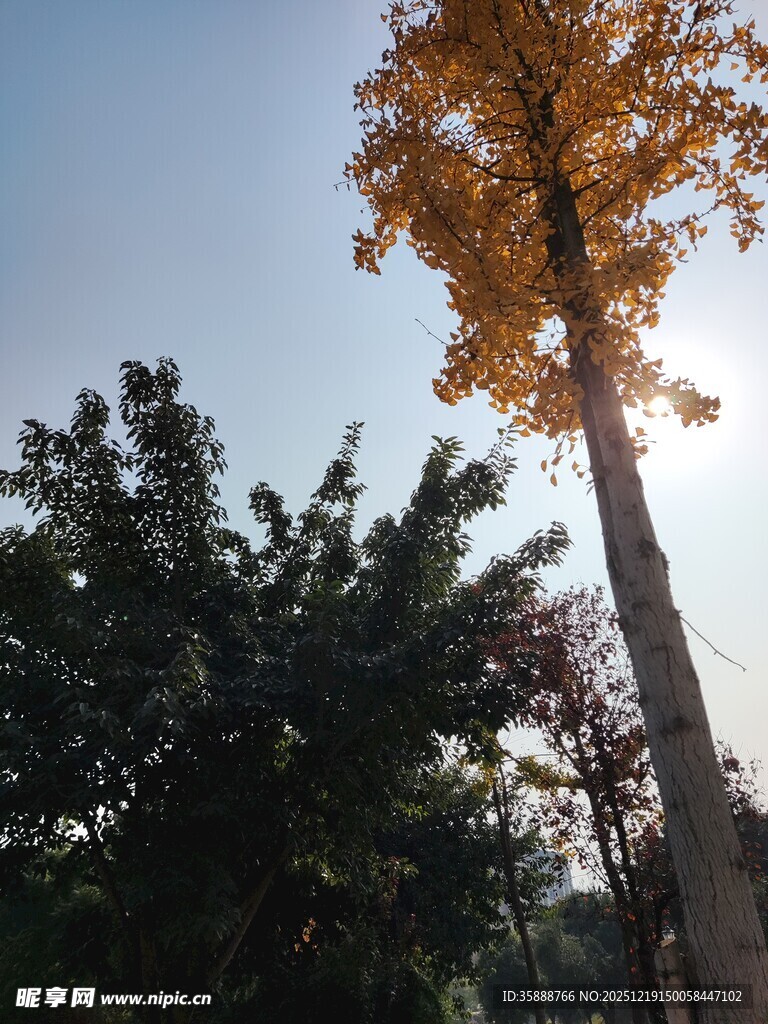 秋日挺拔银杏树