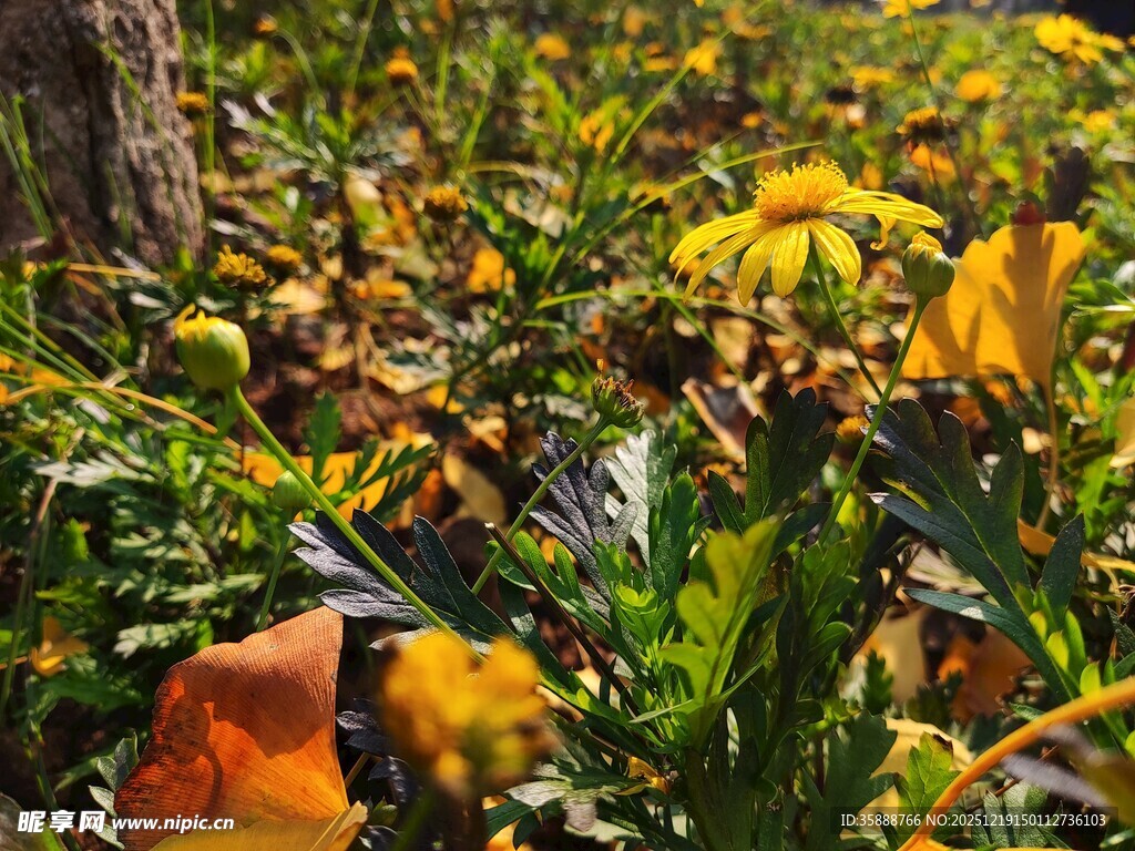 秋日花园中的多彩花卉