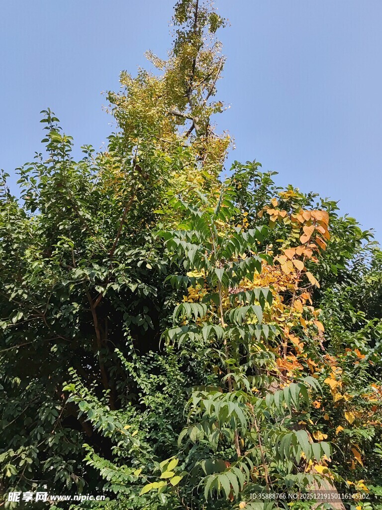 秋日葱郁树木景观