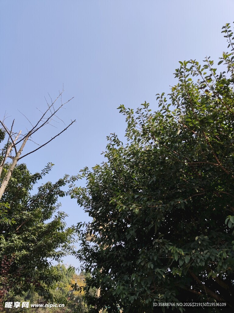 蓝天绿树间的户外景致