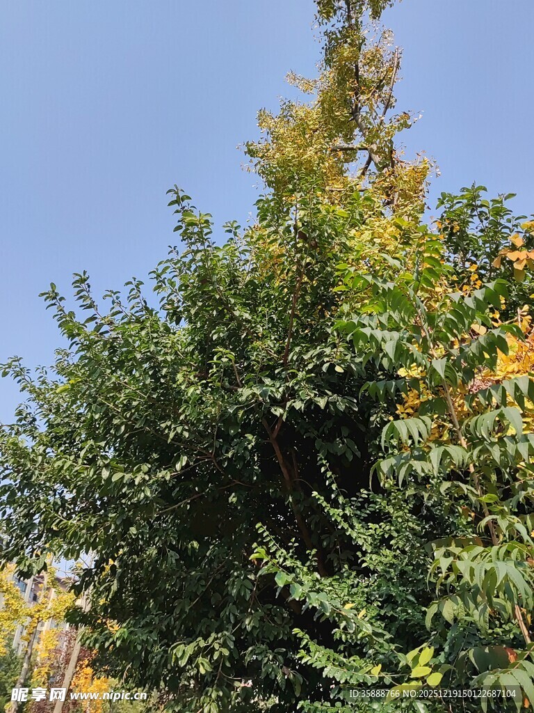 秋日葱郁树木景观