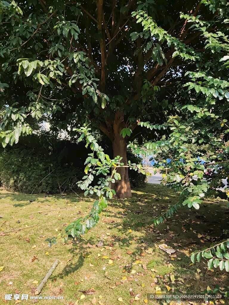 户外绿荫下的自然景致