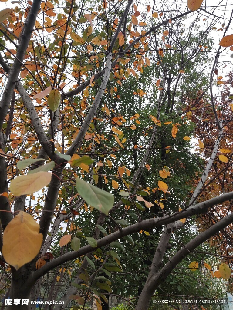 秋日斑斓树枝景象