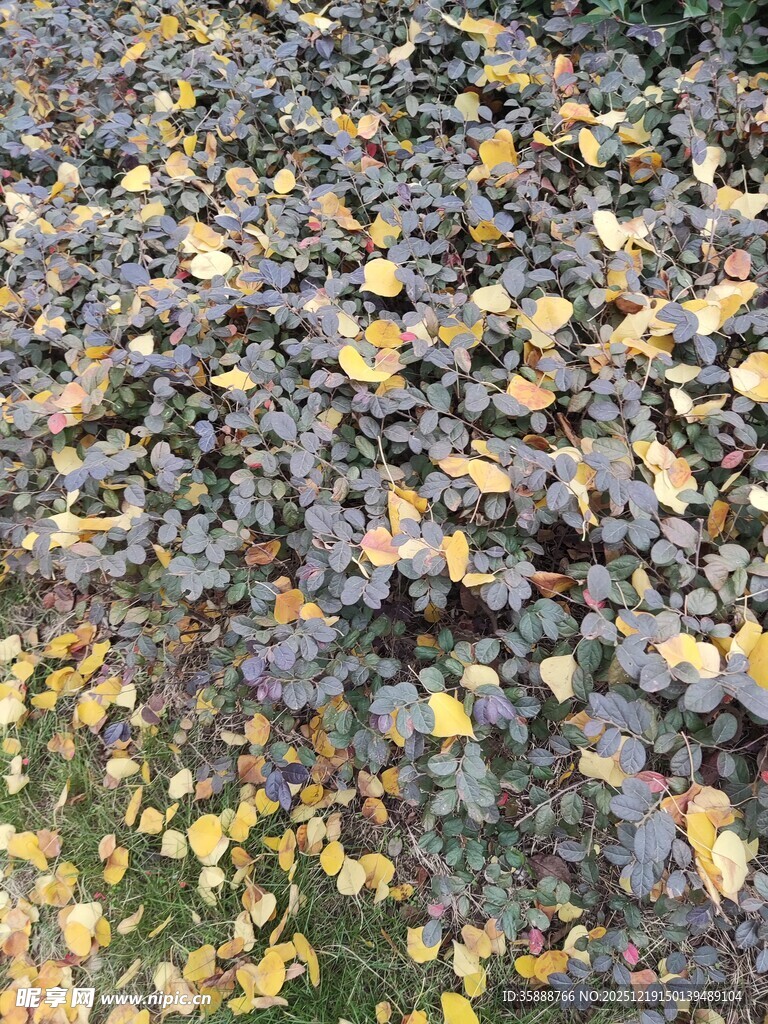 地面上的多彩落叶