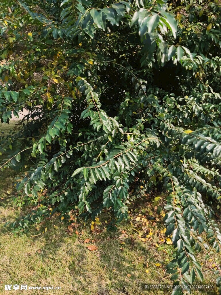 翠绿枝叶的植物特写