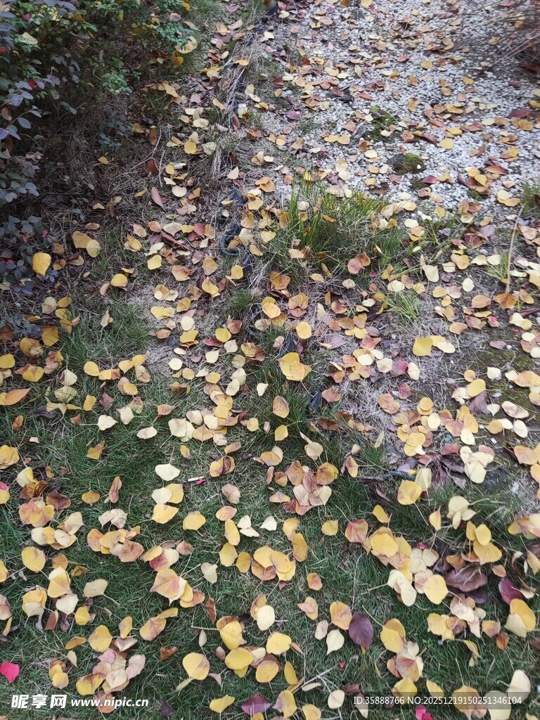 落叶铺地的秋日小径