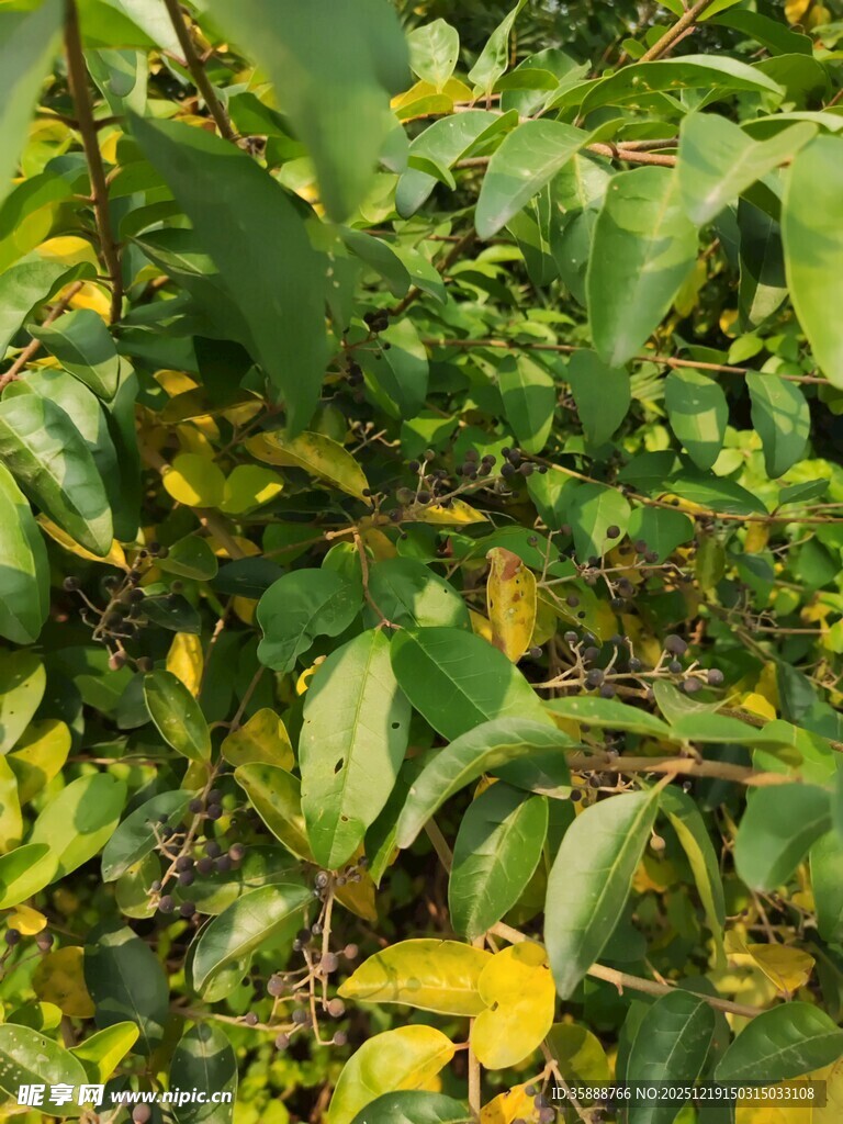 绿叶间的多彩叶片