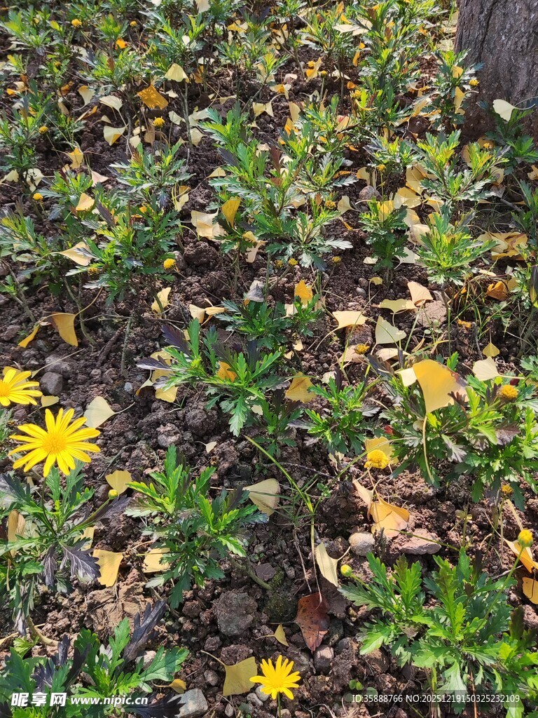 秋日花园中的多彩花卉