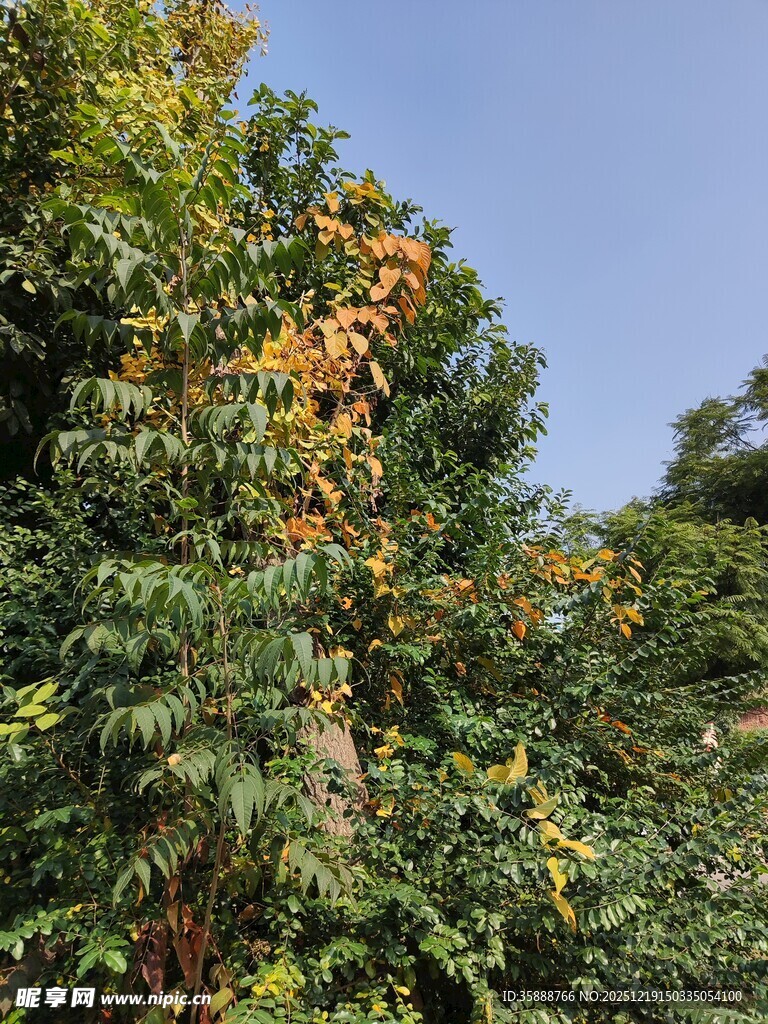 秋日繁茂绿树景观