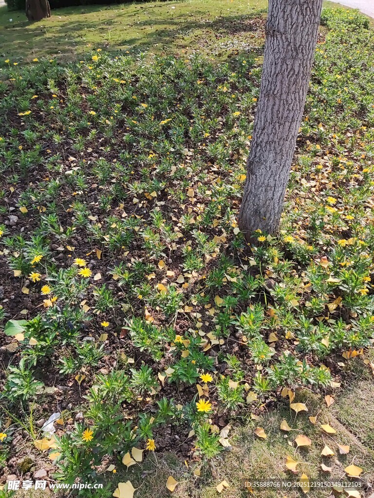 树下落叶铺地的秋日景象