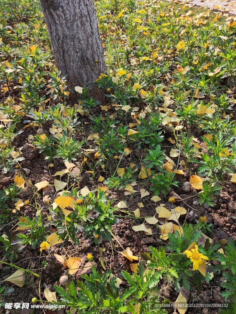 树下落叶与绿草的景致